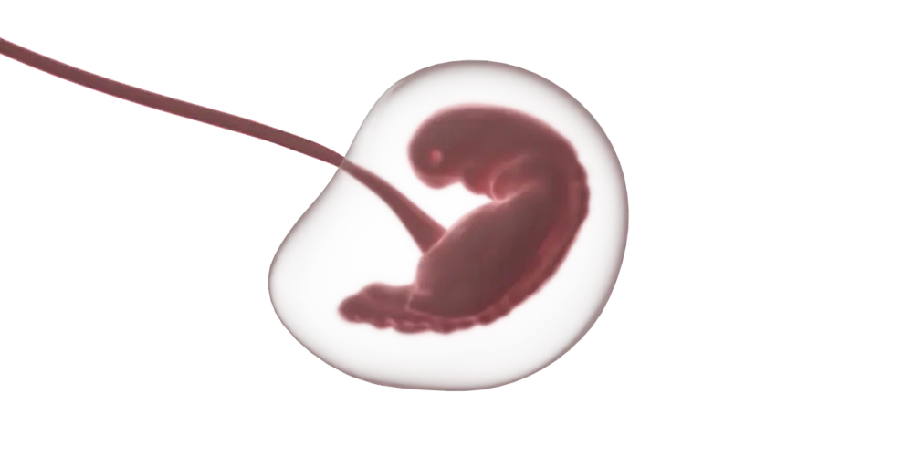 Embryo