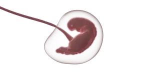Embryo